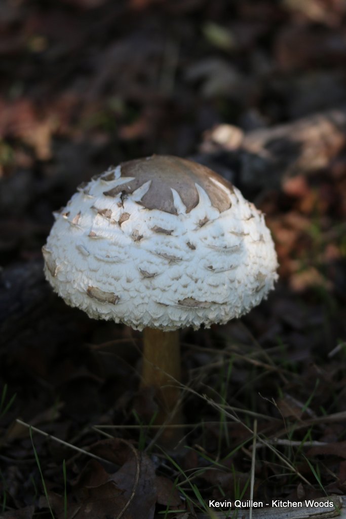 White Mushrooms - #3